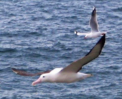 Albatro reale del nord