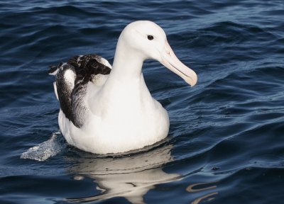 Albatro reale del sud