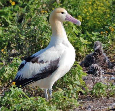 Albatro codacorta