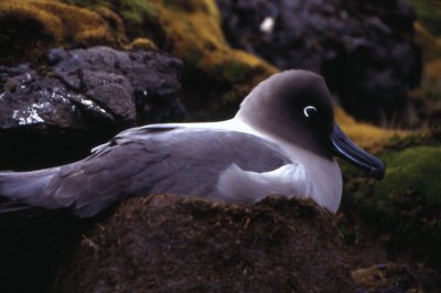 Albatro mantochiaro