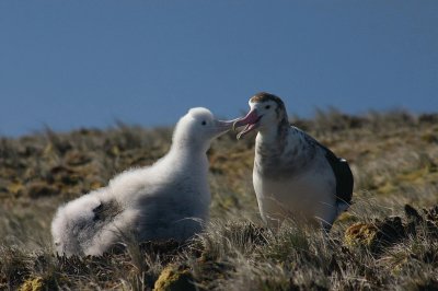 Albatro di amsterdam