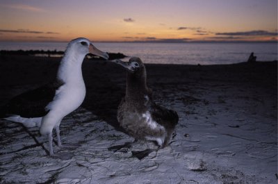 Albatro di laysan