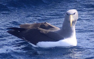 Albatro delle chatham