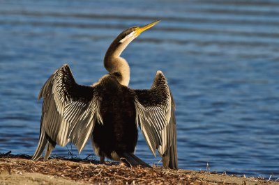 Aninga australiana