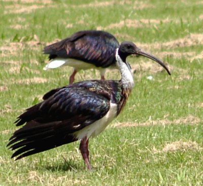 Ibis dal collopaglierino