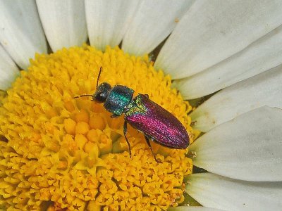 Anthaxia scutellaris