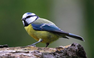 MÃ©sange bleue