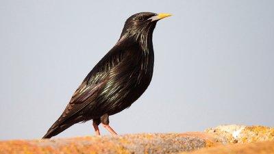 Storno splendente del capo