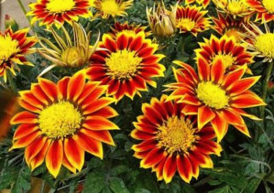 Gazania