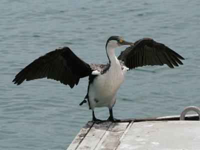 Cormorano bianconero