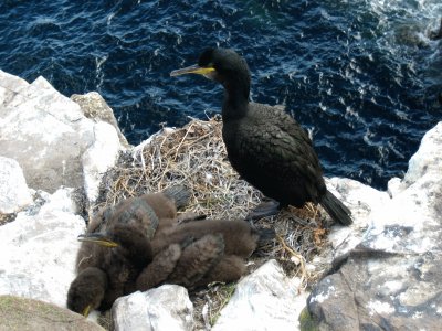 Cormorano nero