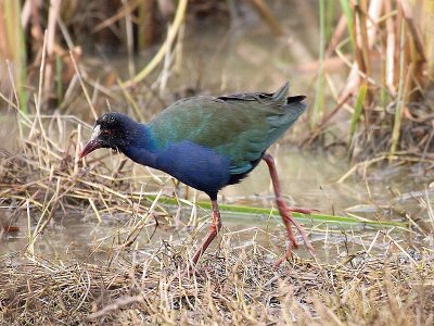 Gallinella di allen