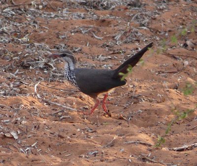 Monias benschi