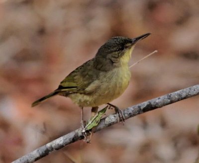 Long billed greenbul