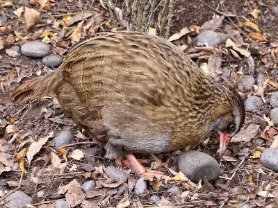 Weka camoscio