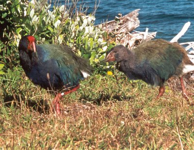 Takahe dell 'isola del sud