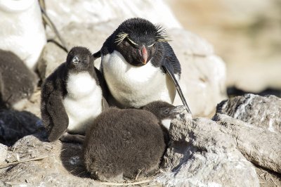 Pinguino rockhopper