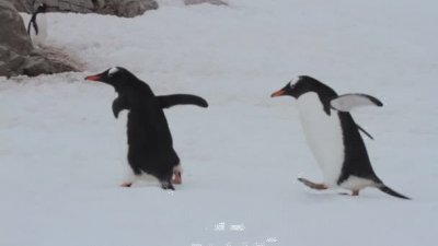 Pinguino gentoo