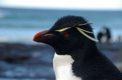 Pinguino de penacho amarillo