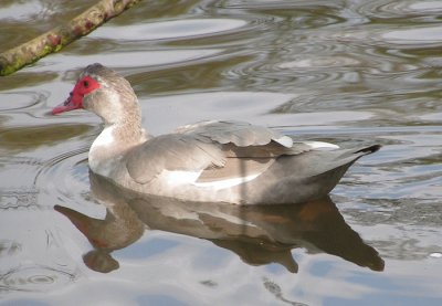 Anatra muschiata