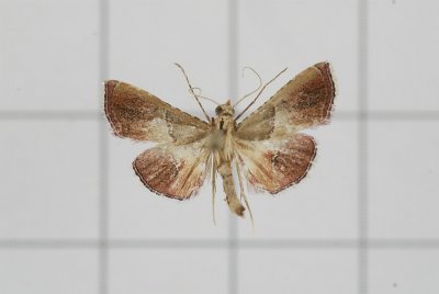 Endotricha consocia