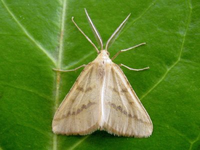 Aspitates ochrearia