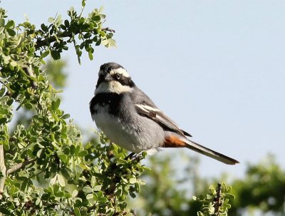 Poospiza torquata