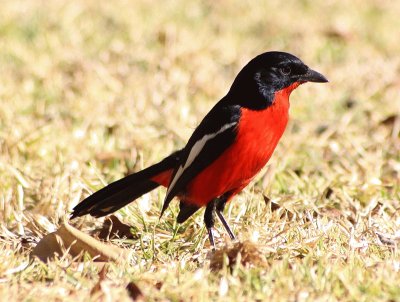 Gonolex rouge et noir