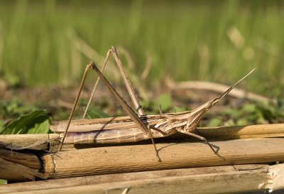 Acrida cinerea