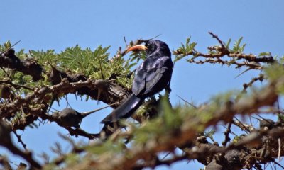 Uccello dal becco smimitarra d 'abissinia