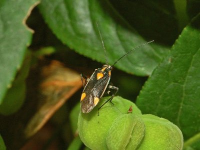 Capsodes flavomarginatus