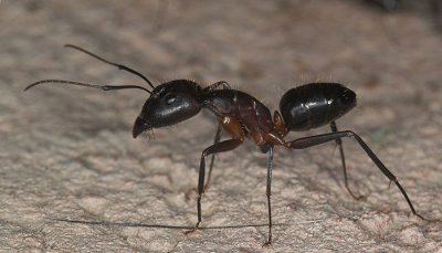 Camponotus barbaricus