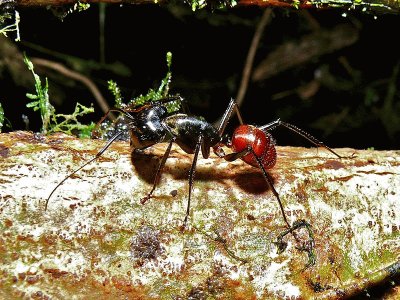 Camponotus gigas