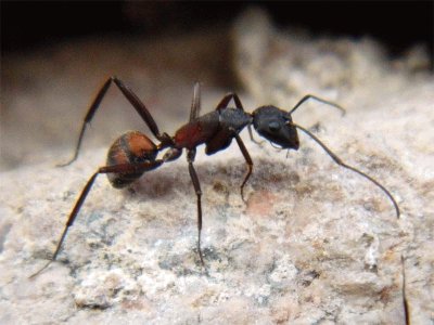 Camponotus cruentatus