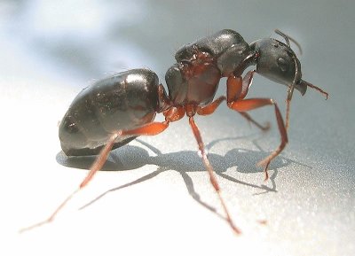 Camponotus compressus