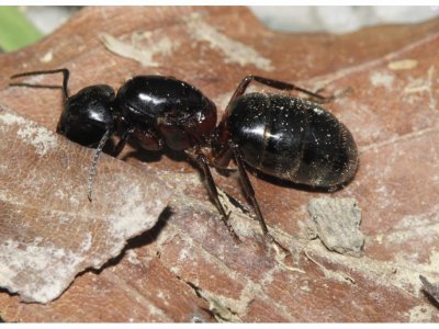 Camponotus  herculeanus