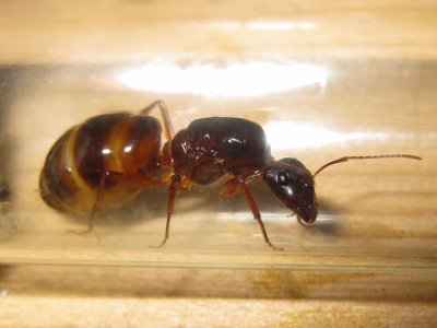 Camponotus nylanderi