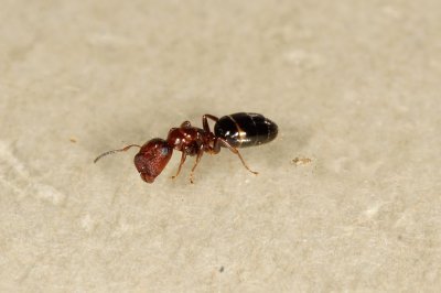 Camponotus truncatus