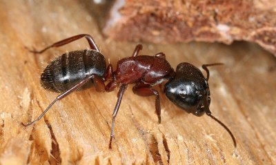 Camponotus ligniperda