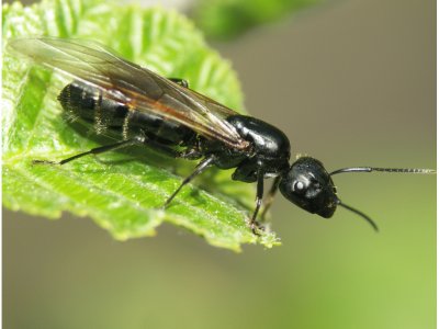 Camponotus vagos