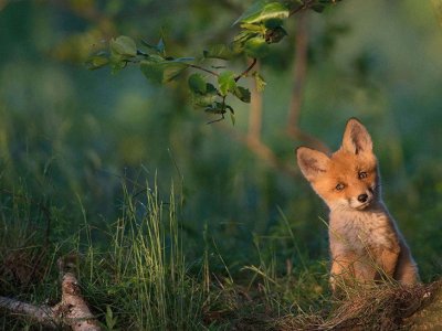 zorrito