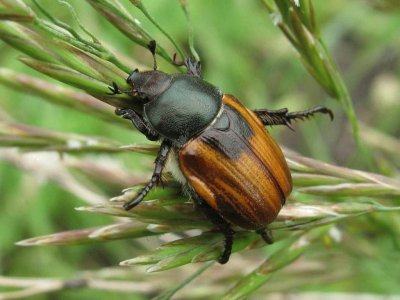 Anisoplia austriaca