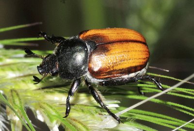 Anisoplia monticola