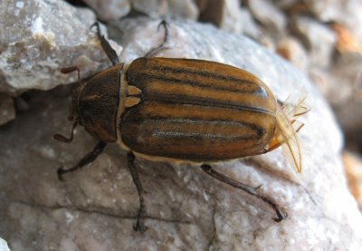 Anoxia matutinalis