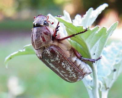 Anoxia orientalis