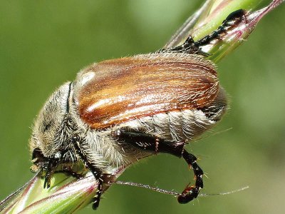 Chaetopteroplia segetum