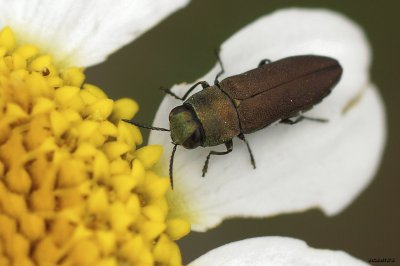 Anthaxia millefolii