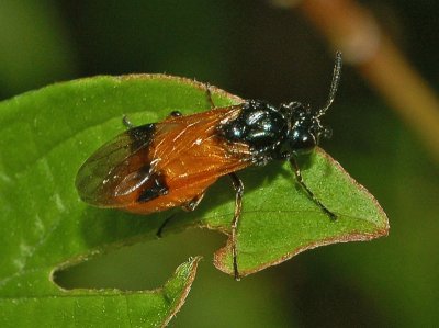 Arge cyanocrocea