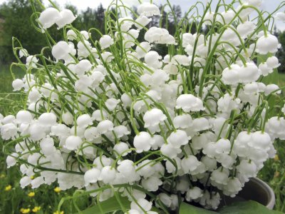 muguet