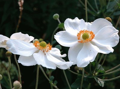 Anemone du Japon